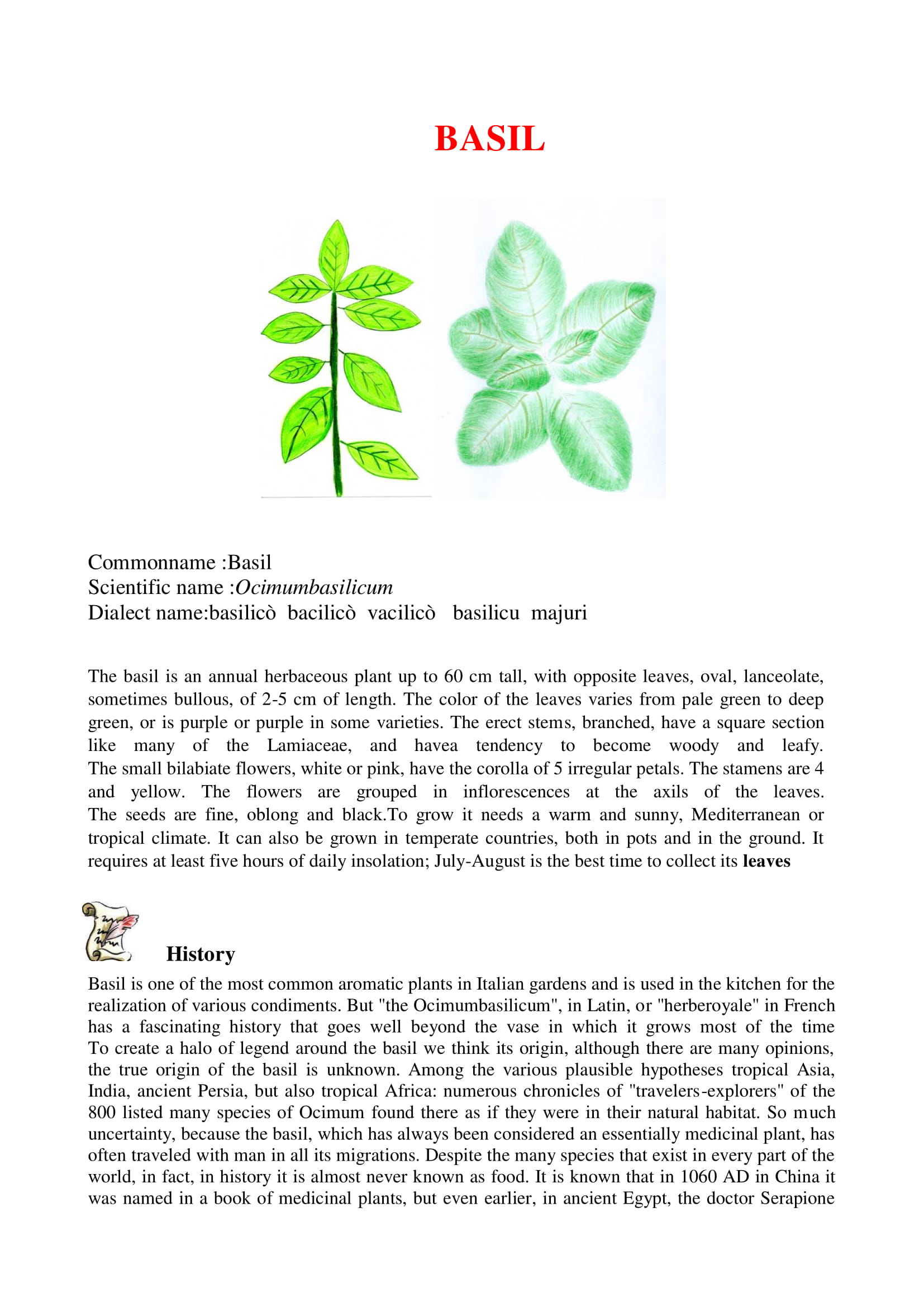 Sicilian Officinal plants by dante alighieri - Illustrated by 2°L class - Ourboox.com