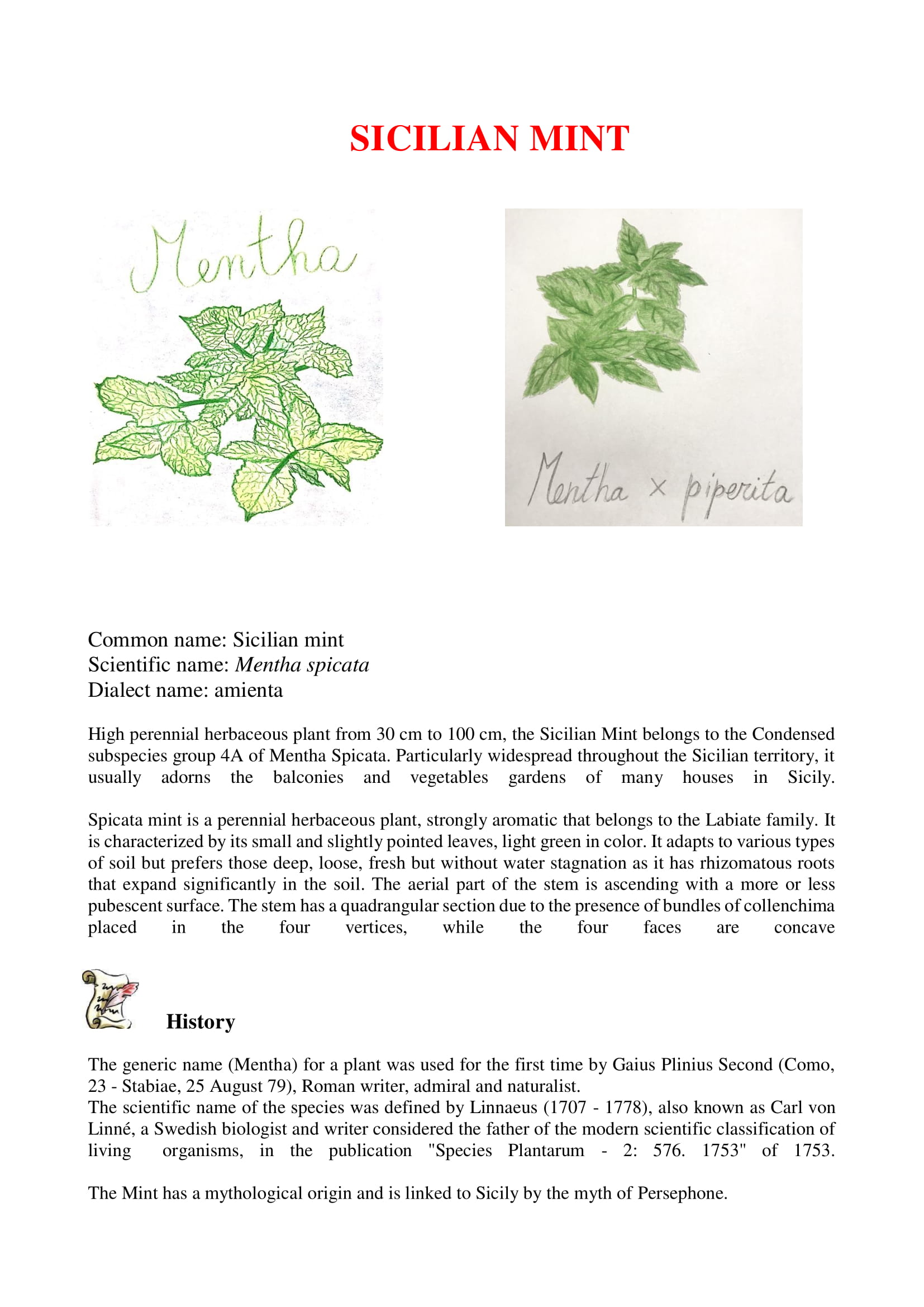 Sicilian Officinal plants by dante alighieri - Illustrated by 2°L class - Ourboox.com