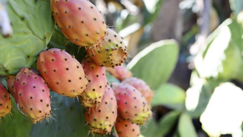 Sicilian Officinal plants by dante alighieri - Illustrated by 2°L class - Ourboox.com