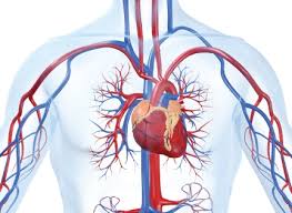 الدورة الدموية في جسم الانسان by Hosam Nofal - Ourboox.com