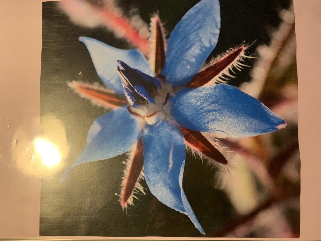 BORRAGO OFFICINALIS by dante alighieri - Illustrated by 2° I class: Spinale, Ruggeri, Gisabella, Coco, Cambria, S. Cartillone, M. Clemente, P. Maltese, C. Sicurella, N. Betto, L. Giglio, B.M. Alberto, L. Pastorina, F. Zappalà. - Ourboox.com