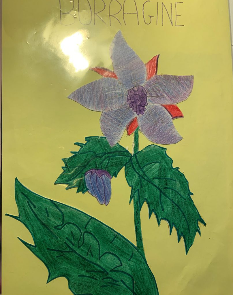 BORRAGO OFFICINALIS by dante alighieri - Illustrated by 2° I class: Spinale, Ruggeri, Gisabella, Coco, Cambria, S. Cartillone, M. Clemente, P. Maltese, C. Sicurella, N. Betto, L. Giglio, B.M. Alberto, L. Pastorina, F. Zappalà. - Ourboox.com