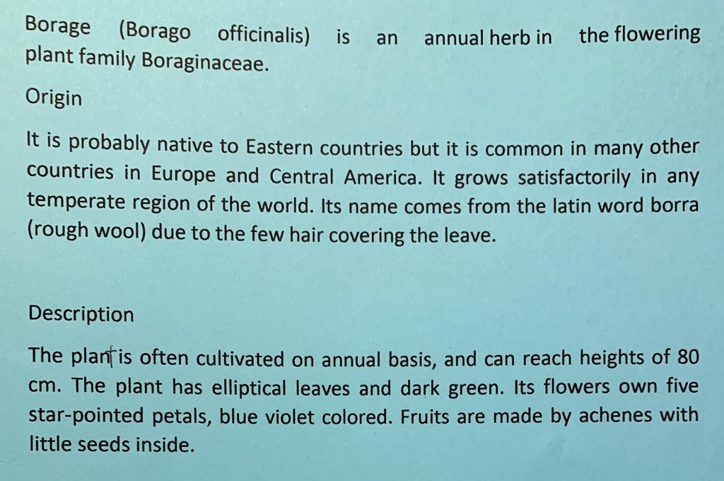 BORRAGO OFFICINALIS by dante alighieri - Illustrated by 2° I class: Spinale, Ruggeri, Gisabella, Coco, Cambria, S. Cartillone, M. Clemente, P. Maltese, C. Sicurella, N. Betto, L. Giglio, B.M. Alberto, L. Pastorina, F. Zappalà. - Ourboox.com
