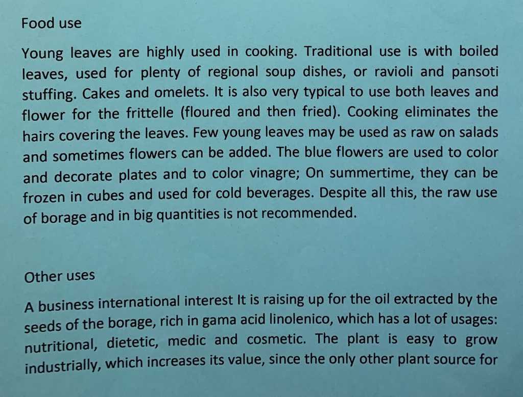 BORRAGO OFFICINALIS by dante alighieri - Illustrated by 2° I class: Spinale, Ruggeri, Gisabella, Coco, Cambria, S. Cartillone, M. Clemente, P. Maltese, C. Sicurella, N. Betto, L. Giglio, B.M. Alberto, L. Pastorina, F. Zappalà. - Ourboox.com