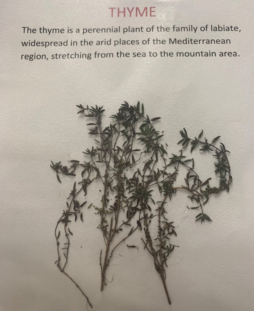 BORRAGO OFFICINALIS by dante alighieri - Illustrated by 2° I class: Spinale, Ruggeri, Gisabella, Coco, Cambria, S. Cartillone, M. Clemente, P. Maltese, C. Sicurella, N. Betto, L. Giglio, B.M. Alberto, L. Pastorina, F. Zappalà. - Ourboox.com
