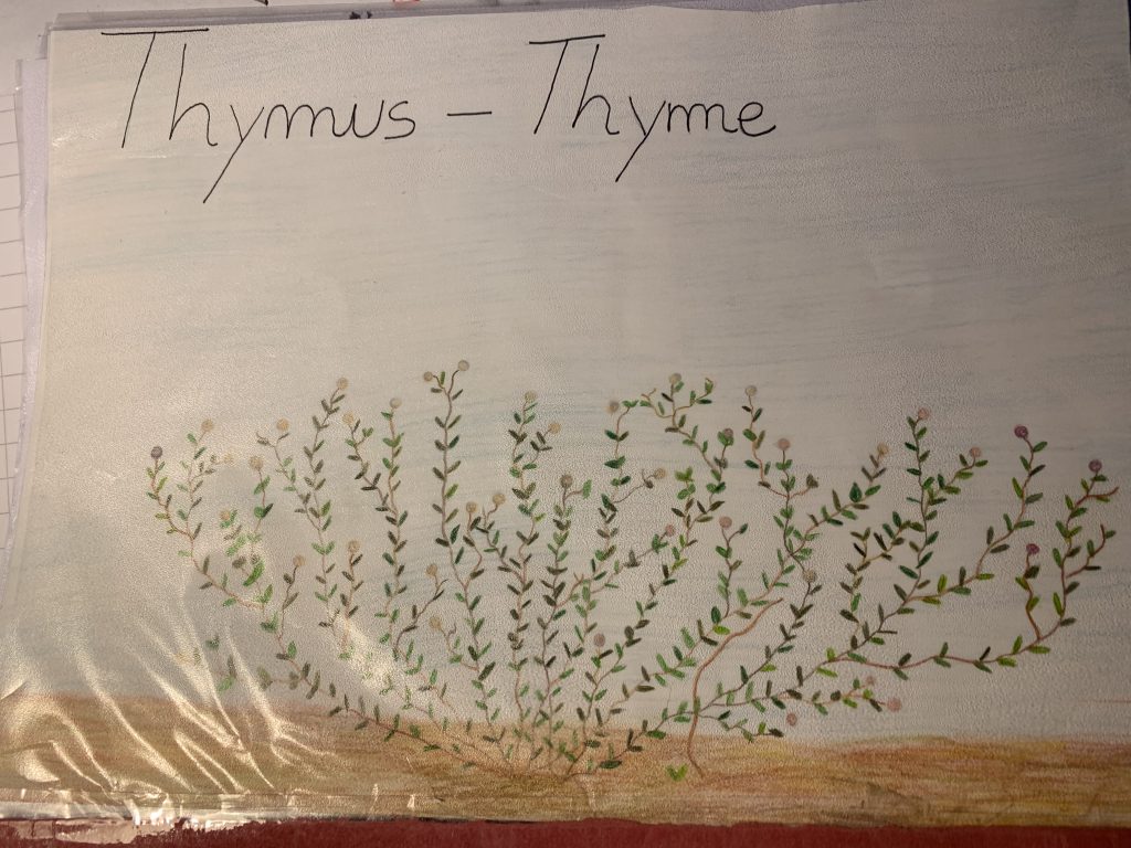 BORRAGO OFFICINALIS by dante alighieri - Illustrated by 2° I class: Spinale, Ruggeri, Gisabella, Coco, Cambria, S. Cartillone, M. Clemente, P. Maltese, C. Sicurella, N. Betto, L. Giglio, B.M. Alberto, L. Pastorina, F. Zappalà. - Ourboox.com