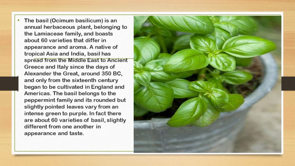 The basil by dante alighieri - Illustrated by 2° D class - Ourboox.com