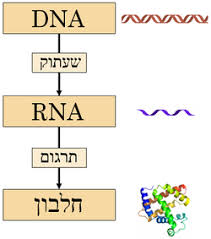חלבונים by shokran - Ourboox.com