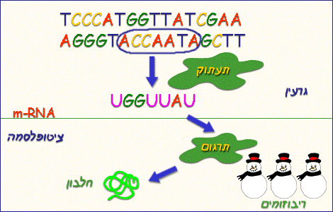 חלבונים by shokran - Ourboox.com