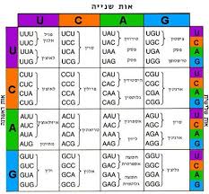 חומצות אמינו