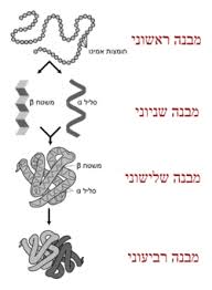 חלבונים by shokran - Ourboox.com