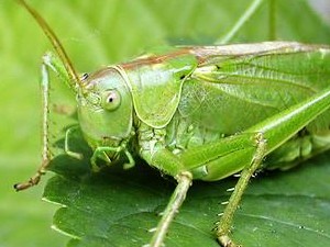 המשל שלי by roni mazoz - Ourboox.com