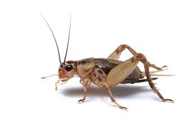 המשל שלי by roni mazoz - Ourboox.com