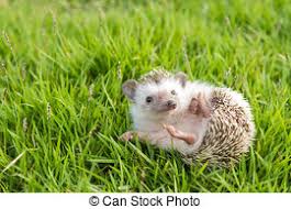 קיפוד בא לבקר בחצר