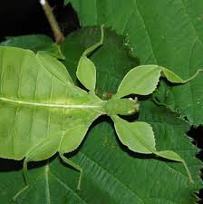 EMİNE GÜLER by emine güler - Ourboox.com