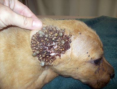 Nadir Hastalıklar by One Million Blue Ribbons - Ourboox.com