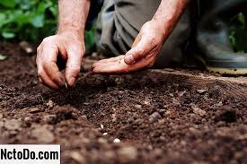 המלך הוא גנב by meytal - Ourboox.com