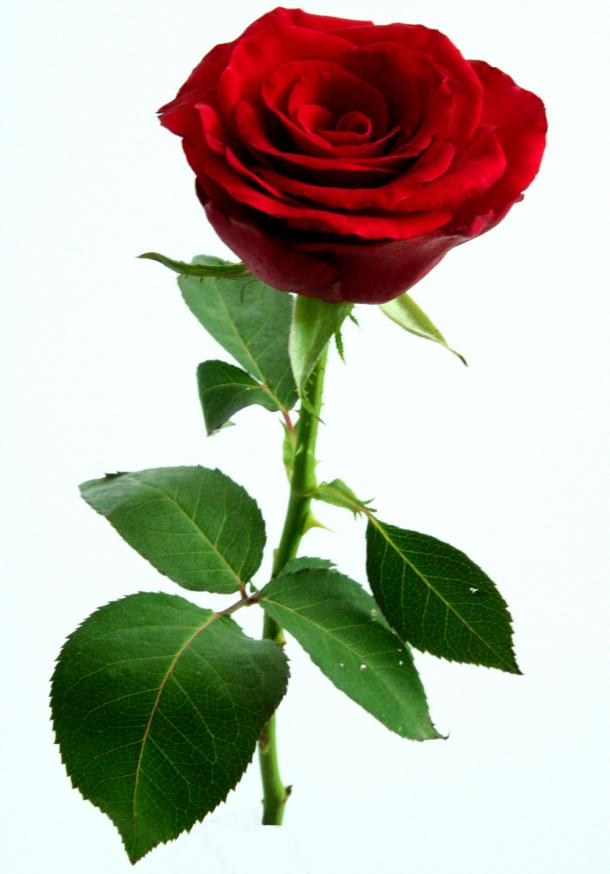 לימור by LIMOR KENIG - Ourboox.com