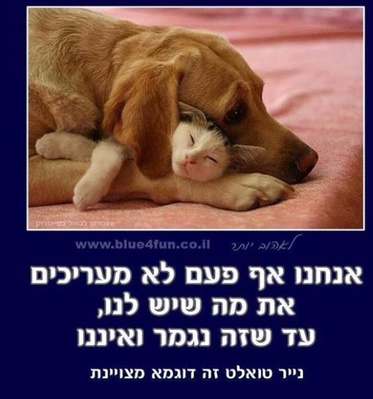 My Dog by sara cohen - Ourboox.com