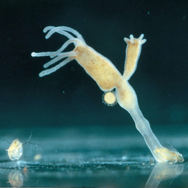 الحيوانات الفقارية والافقارية by wejdan - Illustrated by مشروع العلوم اول متوسط عن الحيوانات الفقارية والافقارية  اعداد الطالبة :-وجدان علي الشهري  باشراف المعلمة :- حنان محمد ابراهيم الزهراني قائدة المدرسة :- مصباح العتيبي  المدرسة :-25م - Ourboox.com