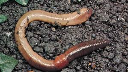 الحيوانات الفقارية والافقارية by wejdan - Illustrated by مشروع العلوم اول متوسط عن الحيوانات الفقارية والافقارية  اعداد الطالبة :-وجدان علي الشهري  باشراف المعلمة :- حنان محمد ابراهيم الزهراني قائدة المدرسة :- مصباح العتيبي  المدرسة :-25م - Ourboox.com