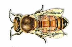 الحيوانات الفقارية والافقارية by wejdan - Illustrated by مشروع العلوم اول متوسط عن الحيوانات الفقارية والافقارية  اعداد الطالبة :-وجدان علي الشهري  باشراف المعلمة :- حنان محمد ابراهيم الزهراني قائدة المدرسة :- مصباح العتيبي  المدرسة :-25م - Ourboox.com