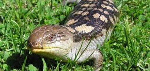 الحيوانات الفقارية والافقارية by wejdan - Illustrated by مشروع العلوم اول متوسط عن الحيوانات الفقارية والافقارية  اعداد الطالبة :-وجدان علي الشهري  باشراف المعلمة :- حنان محمد ابراهيم الزهراني قائدة المدرسة :- مصباح العتيبي  المدرسة :-25م - Ourboox.com