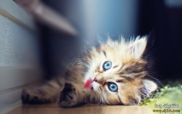 الحيوانات الفقارية والافقارية by wejdan - Illustrated by مشروع العلوم اول متوسط عن الحيوانات الفقارية والافقارية  اعداد الطالبة :-وجدان علي الشهري  باشراف المعلمة :- حنان محمد ابراهيم الزهراني قائدة المدرسة :- مصباح العتيبي  المدرسة :-25م - Ourboox.com