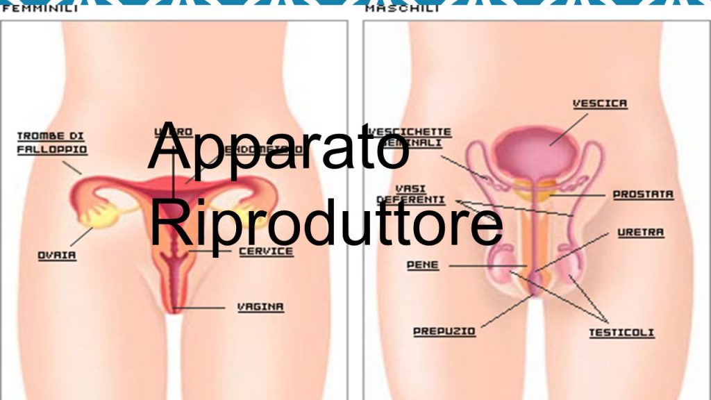 Apparato riproduttore by Simona Chiuppani - Ourboox.com