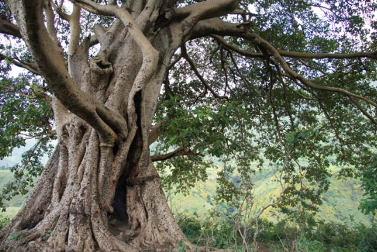 גלגולה של המילה “גזע” by nicole - Ourboox.com