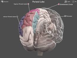 العسر الحسابي – ديسكلكوليا – Dyscalculia by sheren - Ourboox.com