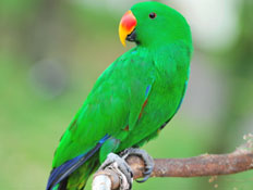 PBL בספרות (היומן הדיגיטלי) by Shay Kelner - Illustrated by שי קלנר ואור מאירי כיתה ח1 - Ourboox.com