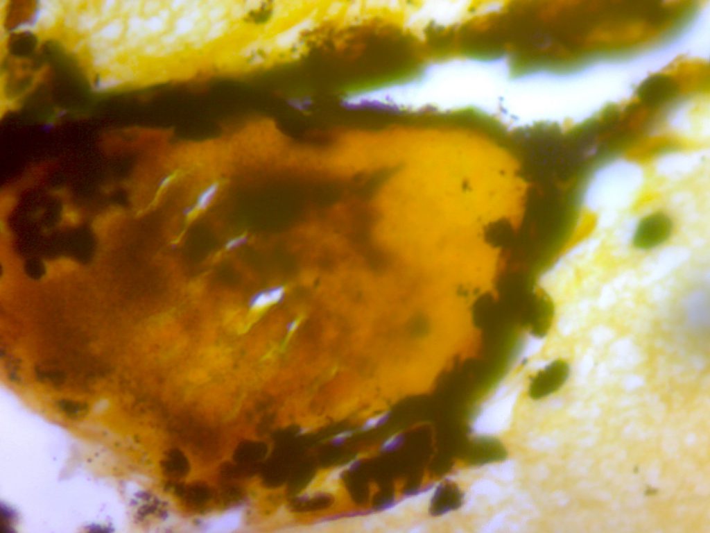 Erbario 1aA by Mattia - Ourboox.com