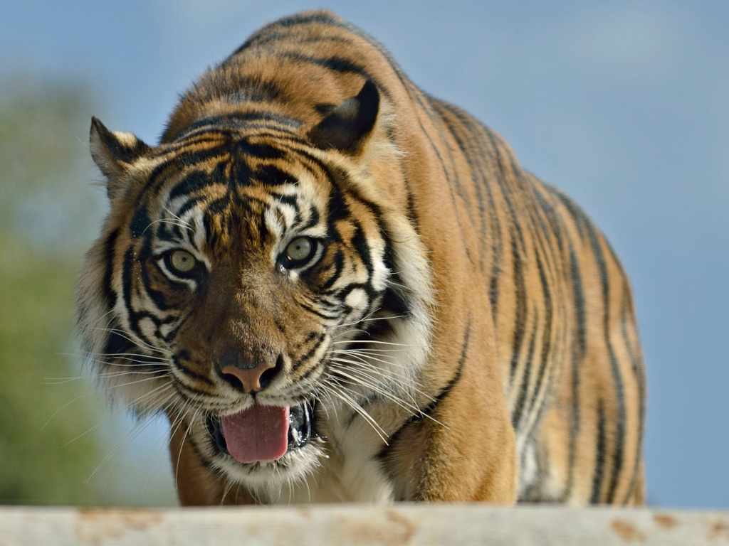 הטיגריס by maor koom - Illustrated by google - Ourboox.com