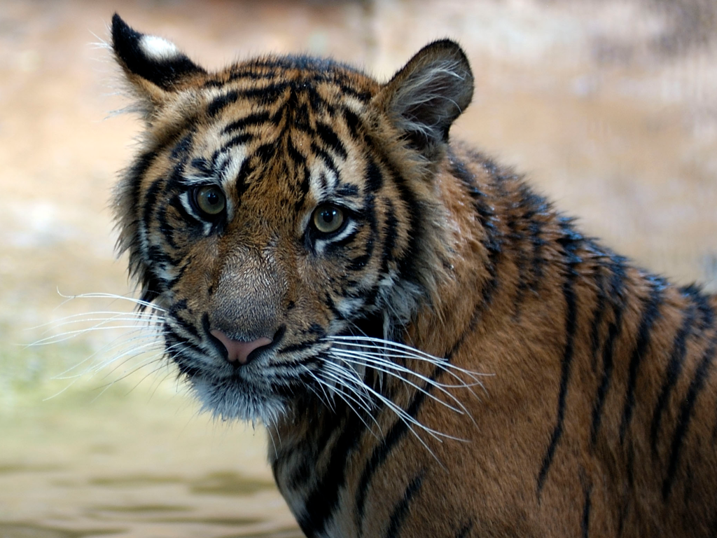 הטיגריס by maor koom - Illustrated by google - Ourboox.com