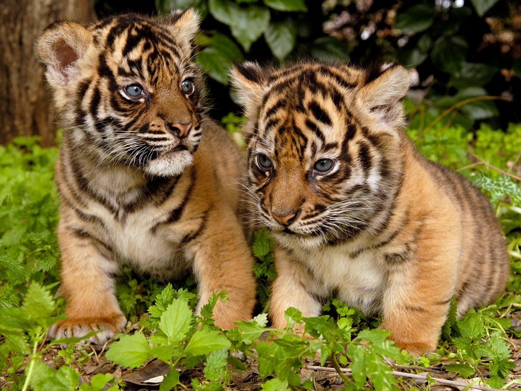 הטיגריס by maor koom - Illustrated by google - Ourboox.com