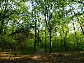 הטיגריס by maor koom - Illustrated by google - Ourboox.com