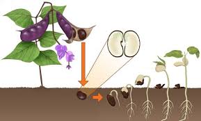 растеж и развитие на растенията by Damla Ersan - Ourboox.com