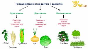 растеж и развитие на растенията by Damla Ersan - Ourboox.com