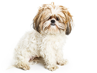 נועה מאמצת כלב by hadas - Illustrated by כתבו וערכו: הדס, לאה נטלי ועדי  - Ourboox.com