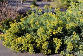 נועה מאמצת כלב by hadas - Illustrated by כתבו וערכו: הדס, לאה נטלי ועדי  - Ourboox.com