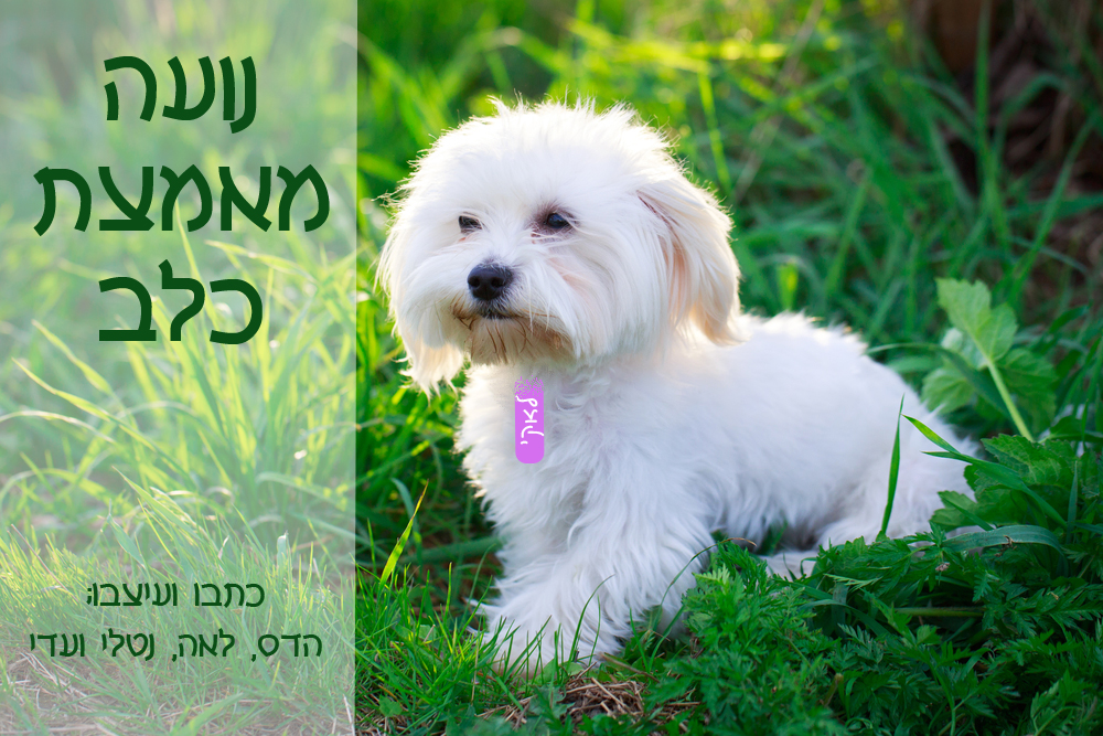 נועה מאמצת כלב by hadas - Illustrated by כתבו וערכו: הדס, לאה נטלי ועדי  - Ourboox.com