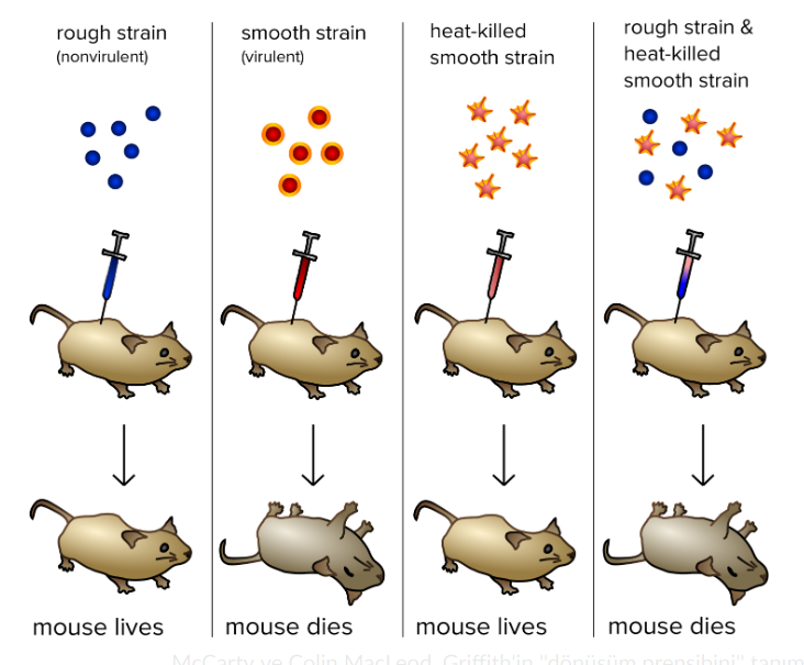 DNA SIKICI MI? by Meryem Demir - Ourboox.com