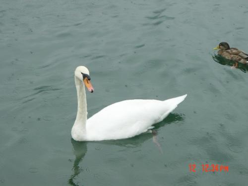 הברווזון המכוער by avital bitty - Ourboox.com