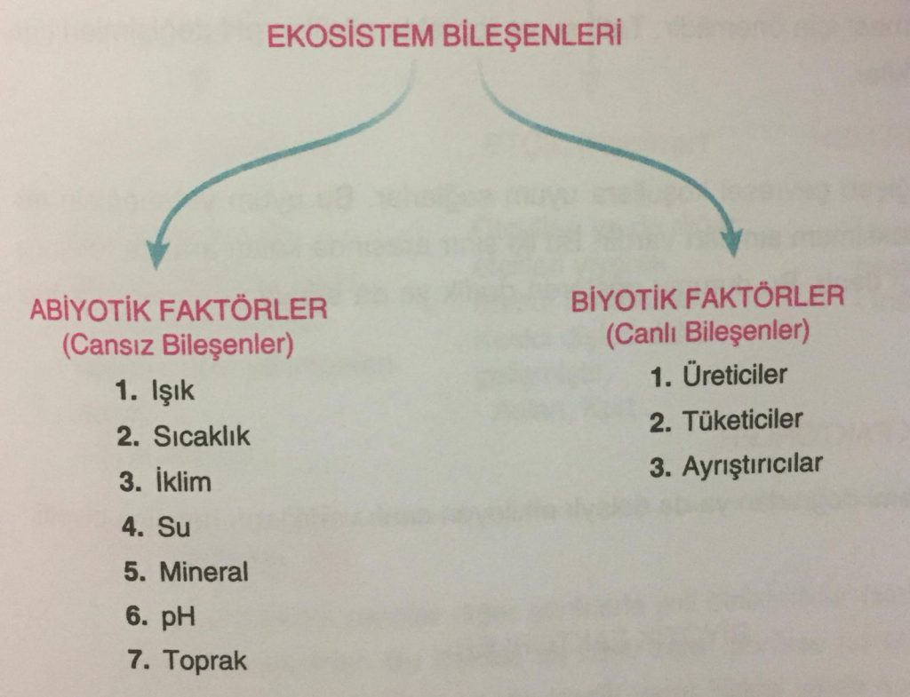 EKOLOJİ by Ilgaz kalaycıoğlu - Illustrated by Ilgaz Kalaycıoğlu - Ourboox.com