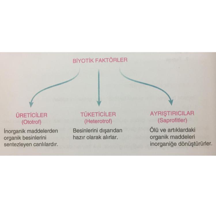 EKOLOJİ by Ilgaz kalaycıoğlu - Illustrated by Ilgaz Kalaycıoğlu - Ourboox.com