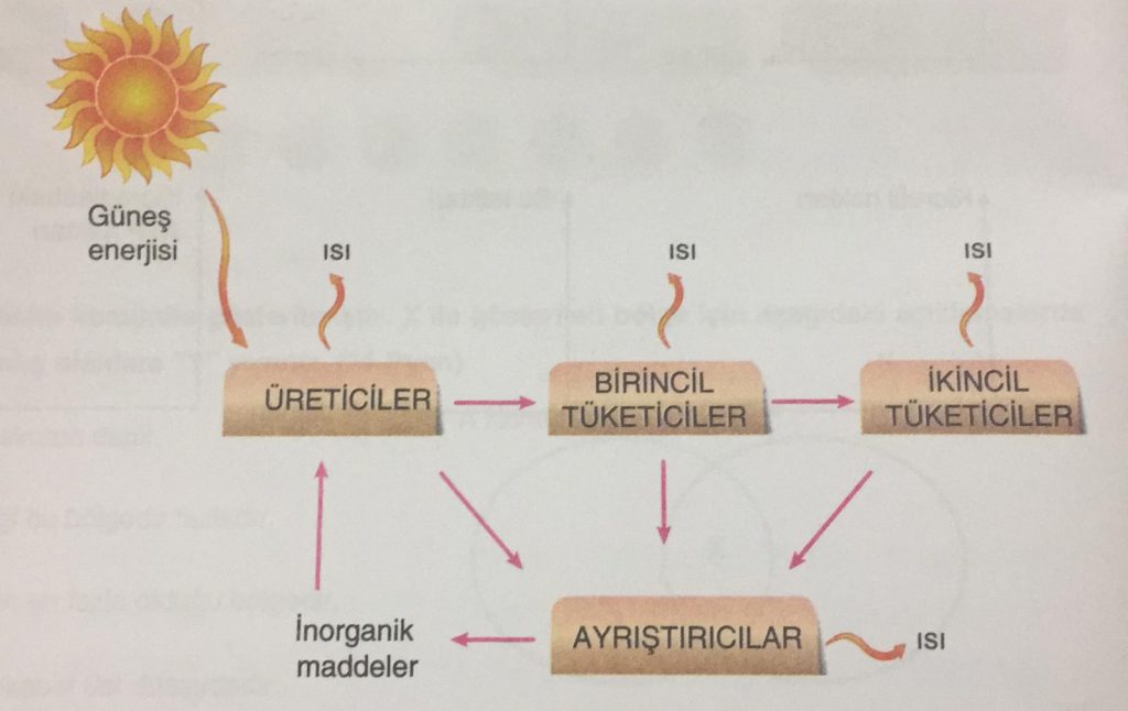 EKOLOJİ by Ilgaz kalaycıoğlu - Illustrated by Ilgaz Kalaycıoğlu - Ourboox.com