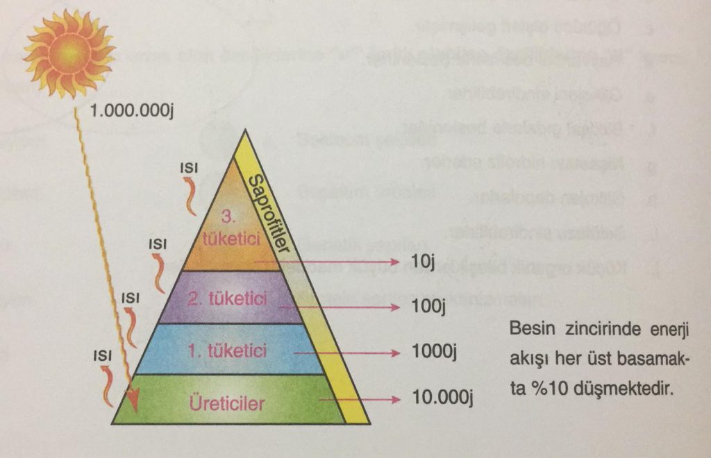 EKOLOJİ by Ilgaz kalaycıoğlu - Illustrated by Ilgaz Kalaycıoğlu - Ourboox.com