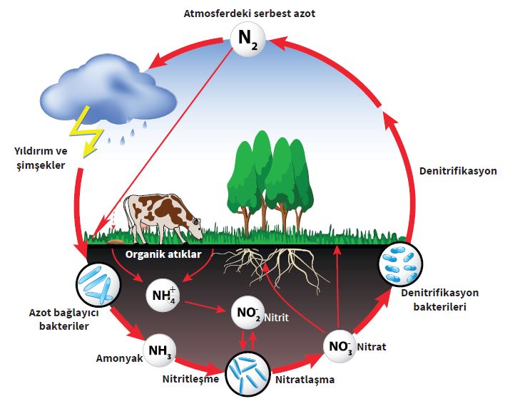 MADDE DÖNGÜLERİ by Ilgaz kalaycıoğlu - Illustrated by Ilgaz kalaycıoğlu - Ourboox.com