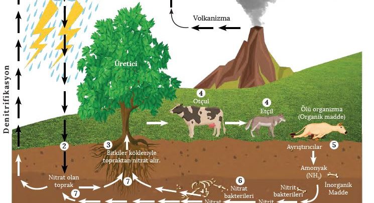 MADDE DÖNGÜLERİ by Ilgaz kalaycıoğlu - Illustrated by Ilgaz kalaycıoğlu - Ourboox.com